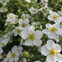 Potentilla fruticosa 'Abbotswood'